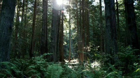 Forest sunlight shadow Stock Footage
