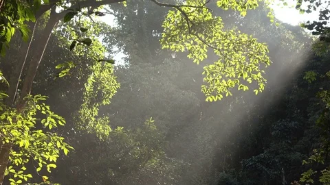 Forest with sunlight shining Stock Footage 83171646
