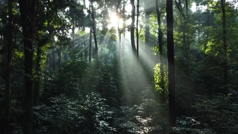 Forest With Sunlight Shining Through the Trees. Morning Sunlight in the Forest Stock Footage 277101663