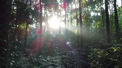 Forest With Sunlight Shining Through the Trees. Morning Sunlight in the Forest Stock Footage 277103664