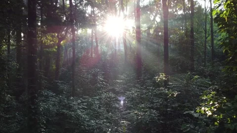 Forest With Sunlight Shining Through the Trees. Morning Sunlight in the Forest Stock Footage 277103755