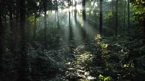 Forest With Sunlight Shining Through the Trees. Morning Sunlight in the Forest Stock Footage 277103757