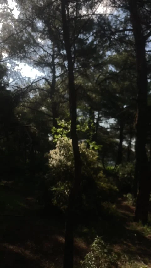 Forest with Sunlight in Slowmotion (Vertical) Stock Footage 252068971