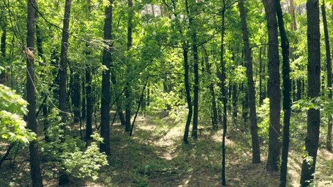 Forest sunlight summer story rays wood Stock Footage 139395986