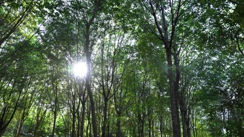 Forest Sunlight – Sun Rays Through Tropical Trees Stock Footage 337569042