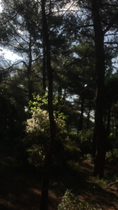 Forest with Sunlight (Vertical) Stockbeeldmateriaal 252068924