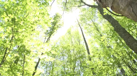 Forest Sunlight Zip line Stock Footage 33906024