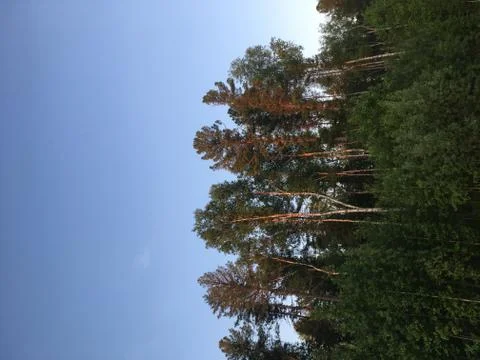 Forest in sunlighte Stock Photos