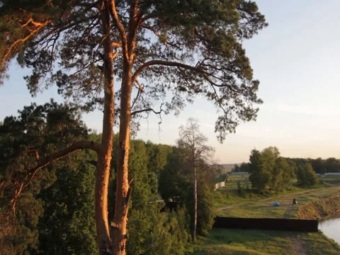 Forest in the sun.Nature Stock Footage 100191324