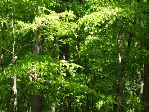 Forest on a sunny day background Stock Footage 76439493