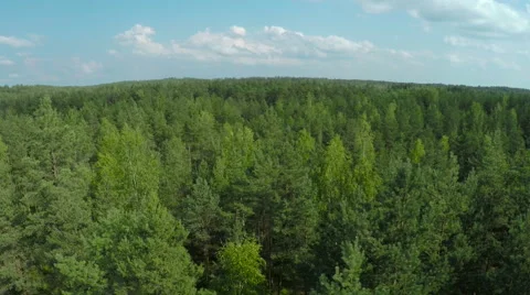 Forest in the sunny day Video stock 62110810