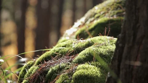 The Forest in Sunny Day Stock Footage 66254602