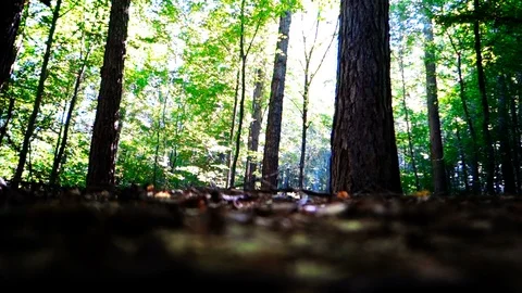 Forest on a sunny day Stock Footage 102719648