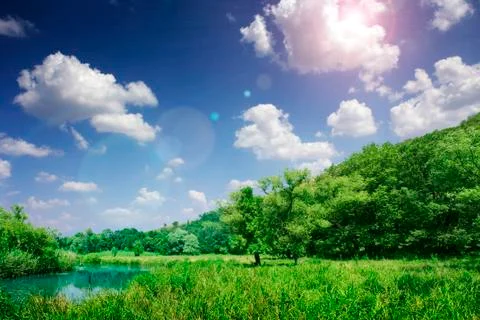 Forest in a sunny day Stock Photos