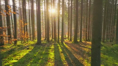 Forest sunny misty autumn summer morning sunrise magic green Stock-Footage 252271353
