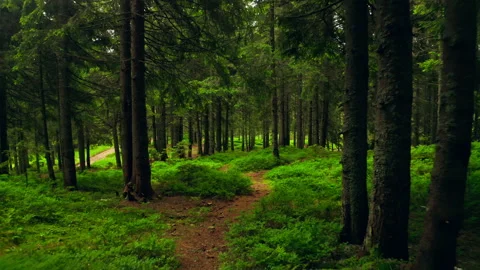 Forest sunny nature magical rays morning fog green tree Vidéo 162145306