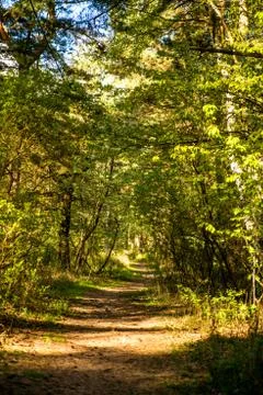 Forest in sunny spring light Stock Photos