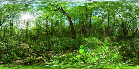Forest on a Sunny summer day. 360-Degree view. Stock Footage 156846538