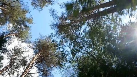 Forest in Sunny weather Stock Footage 93284645