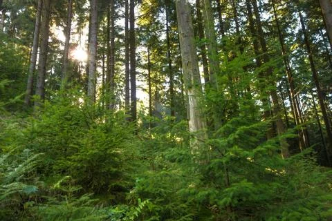 Forest, sunrays Stock Photos
