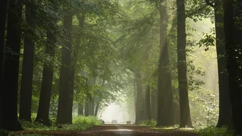 Forest Sunrays in Spring Stock Footage 147290323