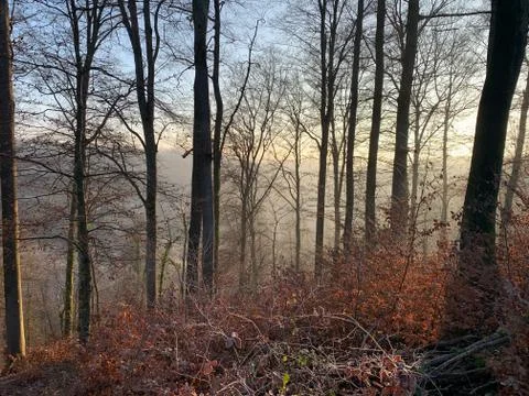 Forest in sunrise 2 Foto stock