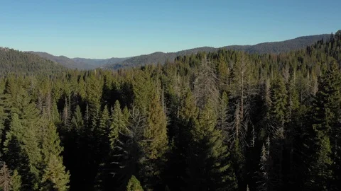 Forest at Sunrise Aerials Stock Footage 98475848