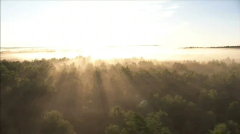 Forest at sunrise Stock Footage 480133