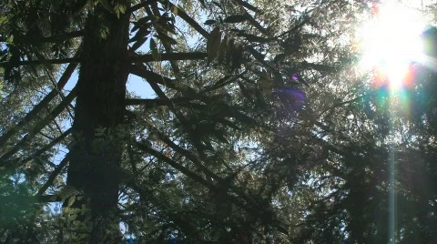 Forest Sunrise Video stock 612414