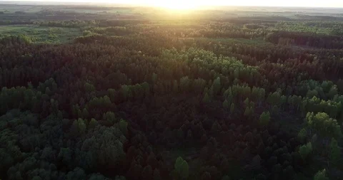 Forest at sunrise Stock Footage 95063383