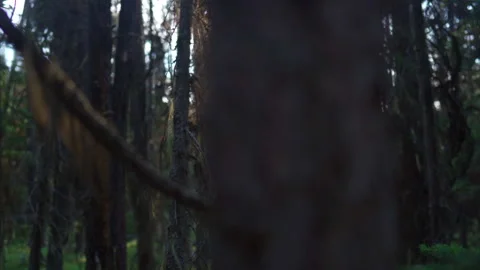 Forest Sunrise Stock Footage 136646247