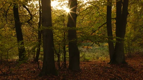 Forest at sunrise Stock Footage 168480210