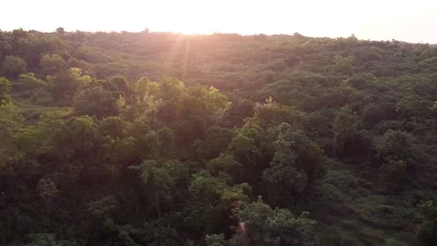 Forest at sunrise Vídeos de archivo 274887043