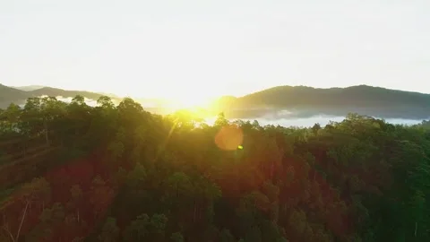 Forest sunrise Video stock 288236830
