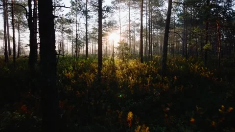 Forest sunrise Stock Footage 314879841