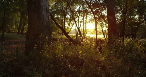Forest Sunrise Pan 4K Stock Footage 133016412