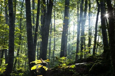 Forest at sunrise Stock-Fotos
