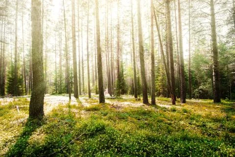 Forest sunrise Stock-Fotos