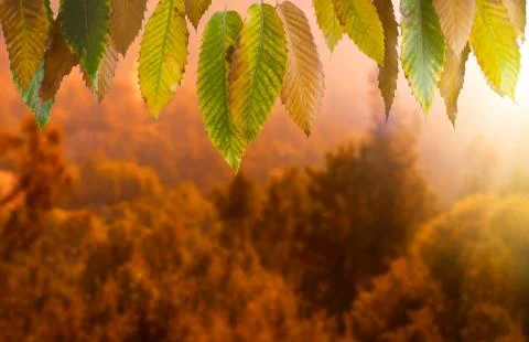 Forest at sunrise Stock Photos