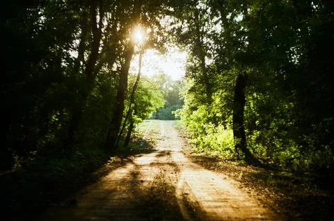 Forest sunrise Stock Photos