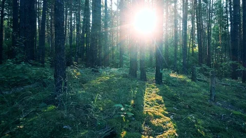 Forest Sunrise, Smooth Forward Movement Stock Footage 94001434