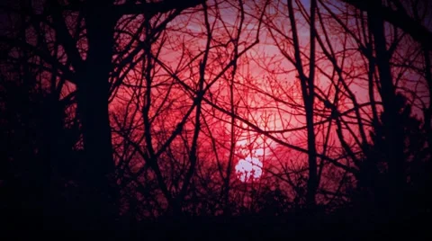 Forest Sunrise Time Lapse Stock Footage 10689241