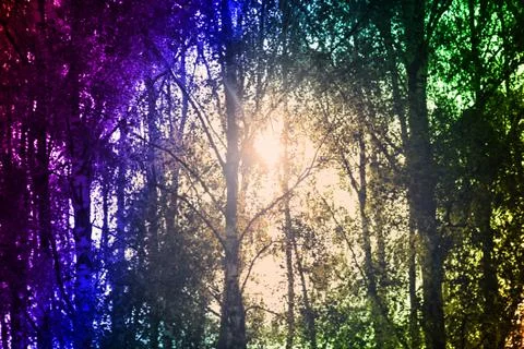 Forest sun's rays pierced Fotos Stock
