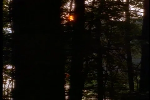 Forest at sunset 1 Stock Footage 492993
