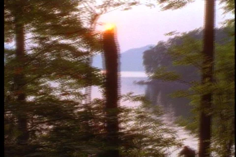 Forest at sunset 2 Stock Footage 493033