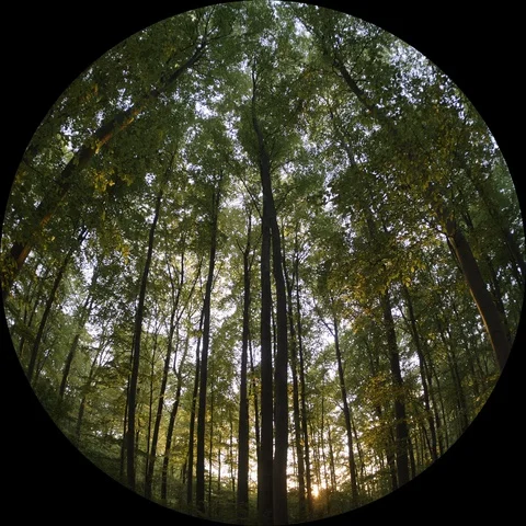 Forest Sunset - 2K Spherical Projection Domemaster Stock Footage 129446849