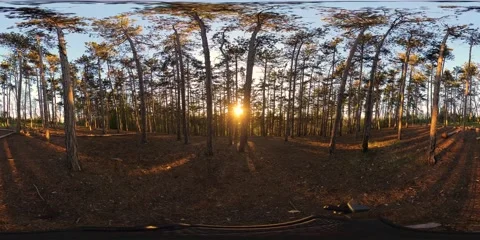 Forest sunset 360 video Stock Footage 240040536