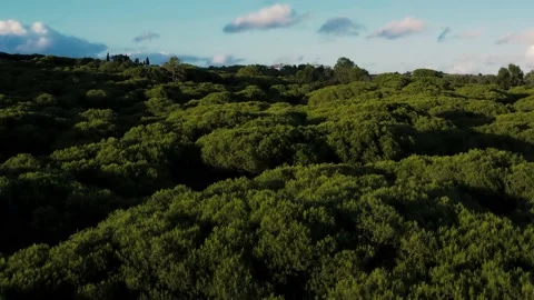 Forest at sunset (aerial view) Stock Footage 156618446
