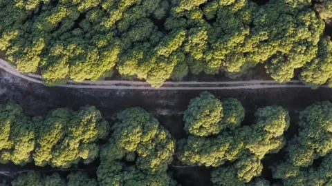 Forest at sunset (aerial view) Stock Footage 156618458