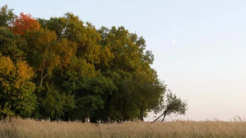 Forest at sunset against the background of a bright sky with the moon. Stock Footage 291512343